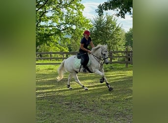 Fler ponnyer/små hästar Blandning, Valack, 7 år, 144 cm, Grå-flugskimmel