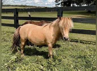 Fler ponnyer/små hästar, Valack, 7 år, 89 cm, Gulbrun