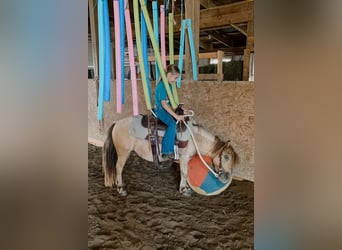 Fler ponnyer/små hästar, Valack, 7 år, 89 cm, Gulbrun
