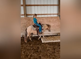 Fler ponnyer/små hästar, Valack, 7 år, 89 cm, Gulbrun