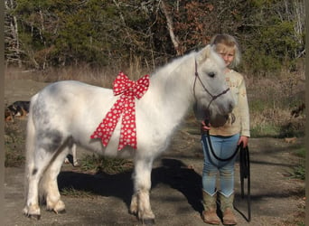 Fler ponnyer/små hästar, Valack, 7 år, 91 cm, Grå