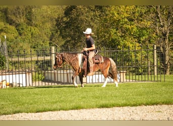 Weitere Ponys/Kleinpferde, Wallach, 7 Jahre, 91 cm, Schecke