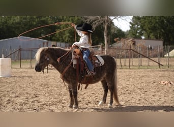 Fler ponnyer/små hästar, Valack, 8 år, 112 cm