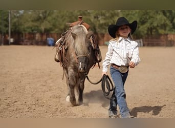 Fler ponnyer/små hästar, Valack, 8 år, 112 cm