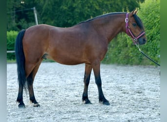 Fler ponnyer/små hästar, Valack, 8 år, 120 cm, Brun