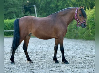 Fler ponnyer/små hästar, Valack, 8 år, 120 cm, Brun