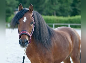 Fler ponnyer/små hästar, Valack, 8 år, 120 cm, Brun