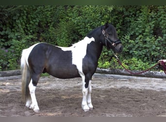 Fler ponnyer/små hästar Blandning, Valack, 8 år, 123 cm, Pinto