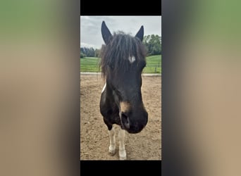 Fler ponnyer/små hästar Blandning, Valack, 8 år, 123 cm, Pinto