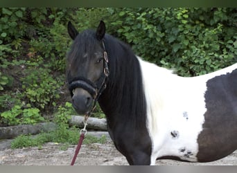 Fler ponnyer/små hästar Blandning, Valack, 8 år, 123 cm, Pinto