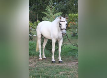Fler ponnyer/små hästar, Valack, 8 år, 135 cm, Vit