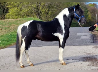 Fler ponnyer/små hästar, Valack, 8 år, 137 cm, Pinto