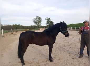 Fler ponnyer/små hästar, Valack, 8 år, 139 cm, Rökfärgad svart