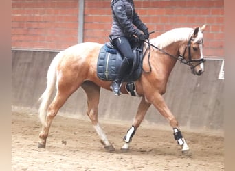 Fler ponnyer/små hästar, Valack, 8 år, 152 cm, Palomino