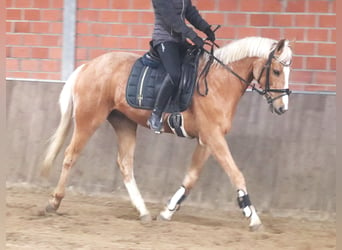 Fler ponnyer/små hästar, Valack, 8 år, 152 cm, Palomino