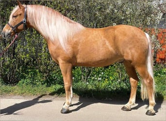 Fler ponnyer/små hästar, Valack, 8 år, 160 cm, fux