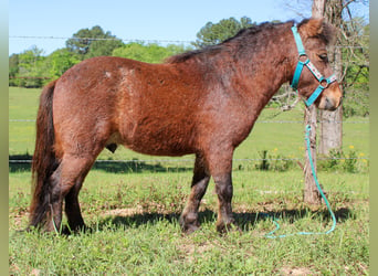 Fler ponnyer/små hästar, Valack, 8 år, 89 cm, Brunskimmel