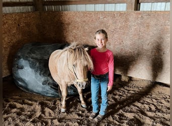 Fler ponnyer/små hästar, Valack, 8 år, 89 cm, Gulbrun