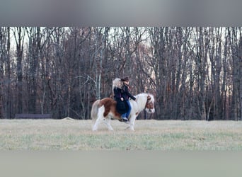 Fler ponnyer/små hästar, Valack, 8 år, 91 cm