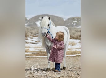 Fler ponnyer/små hästar, Valack, 8 år, 94 cm, Grå