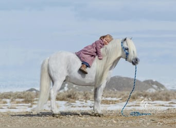 Fler ponnyer/små hästar, Valack, 8 år, 94 cm, Grå