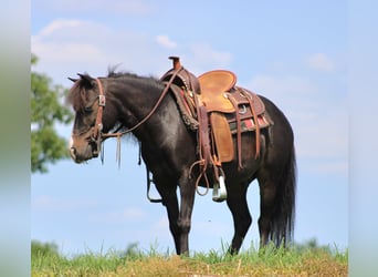 Fler ponnyer/små hästar, Valack, 8 år, 94 cm, Svart