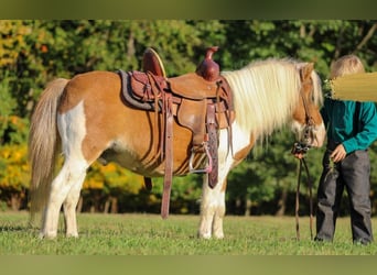 Fler ponnyer/små hästar, Valack, 8 år, 97 cm, Fux