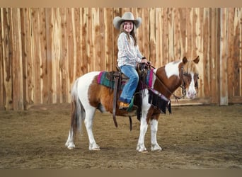 Fler ponnyer/små hästar, Valack, 9 år, 102 cm