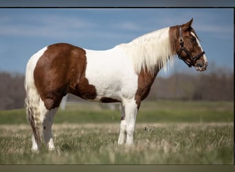 Fler ponnyer/små hästar, Valack, 9 år, 137 cm