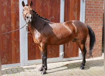 Fler ponnyer/små hästar, Valack, 9 år, 139 cm