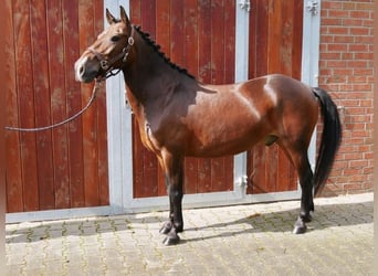 Fler ponnyer/små hästar, Valack, 9 år, 139 cm