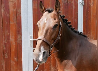 Fler ponnyer/små hästar, Valack, 9 år, 139 cm