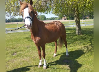 Fler ponnyer/små hästar, Valack, 9 år, 143 cm, fux