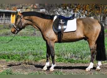 Fler ponnyer/små hästar, Valack, 9 år, 148 cm, Brun