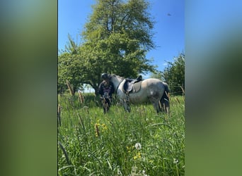 Fler ponnyer/små hästar, Valack, 9 år, 148 cm, Gråskimmel