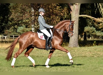 Hanoverian, Stallion, 13 years, 16.2 hh, Chestnut-Red