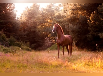 Hanoverian, Stallion, 13 years, 16.2 hh, Chestnut-Red