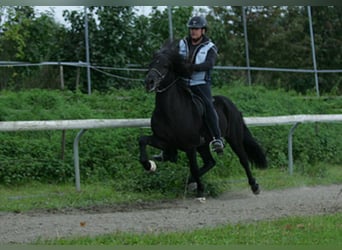 Islandpferd, Hengst, 22 Jahre, Rappe