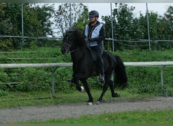 Islandpferd, Hengst, 22 Jahre, Rappe