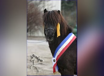 Islandpferd, Hengst, 22 Jahre, Rappe