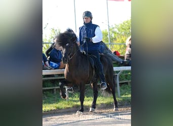 Islandpferd, Hengst, 22 Jahre, Rappe