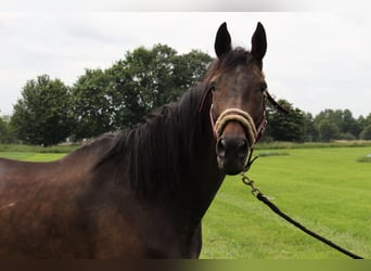Folblut irlandzki, Klacz, 10 lat, 163 cm, Ciemnogniada