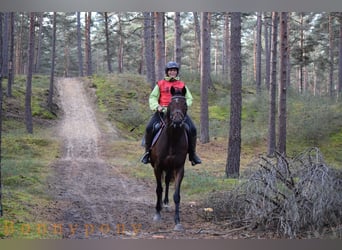 Folblut irlandzki, Klacz, 12 lat, Gniada