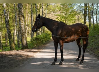 Folblut irlandzki, Klacz, 14 lat, 160 cm, Gniada