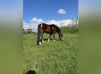 Folblut irlandzki Mix, Klacz, 15 lat, 150 cm, Srokata