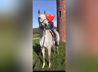 Folblut irlandzki, Klacz, 18 lat, 160 cm, Siwa jabłkowita