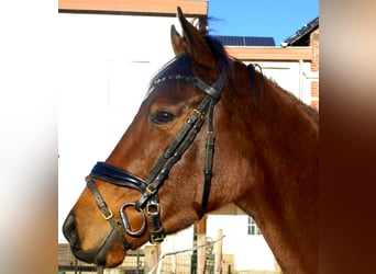 Folblut irlandzki, Klacz, 3 lat, 156 cm, Ciemnogniada