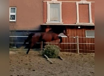 Folblut irlandzki, Klacz, 4 lat, 156 cm, Ciemnogniada