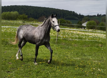Folblut irlandzki, Klacz, 5 lat, 165 cm, Siwa