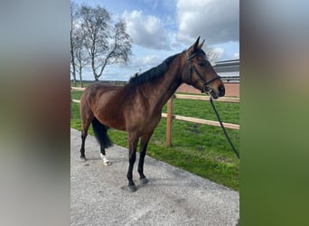 Folblut irlandzki, Klacz, 6 lat, 160 cm, Gniada